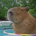 Capybara as a profile picture
