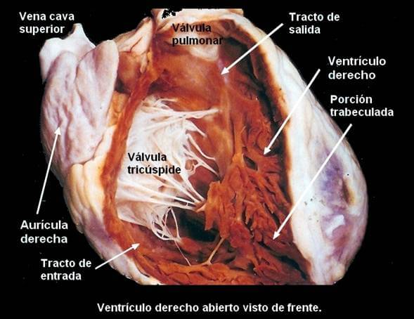 anatomia-cardiaca-ventriculo-derecho.jpg