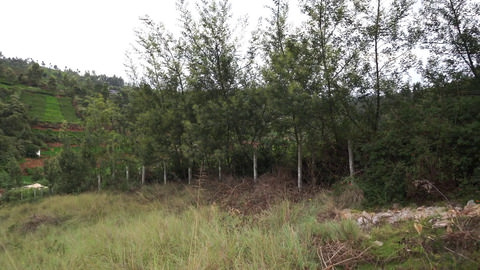 Plot 20 Creekside - Boundary Trees