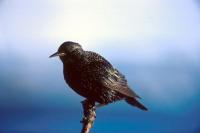A Common Starling