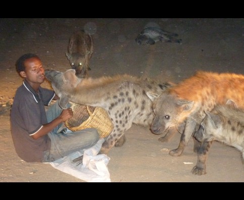 Ethiopia Hyenas 13