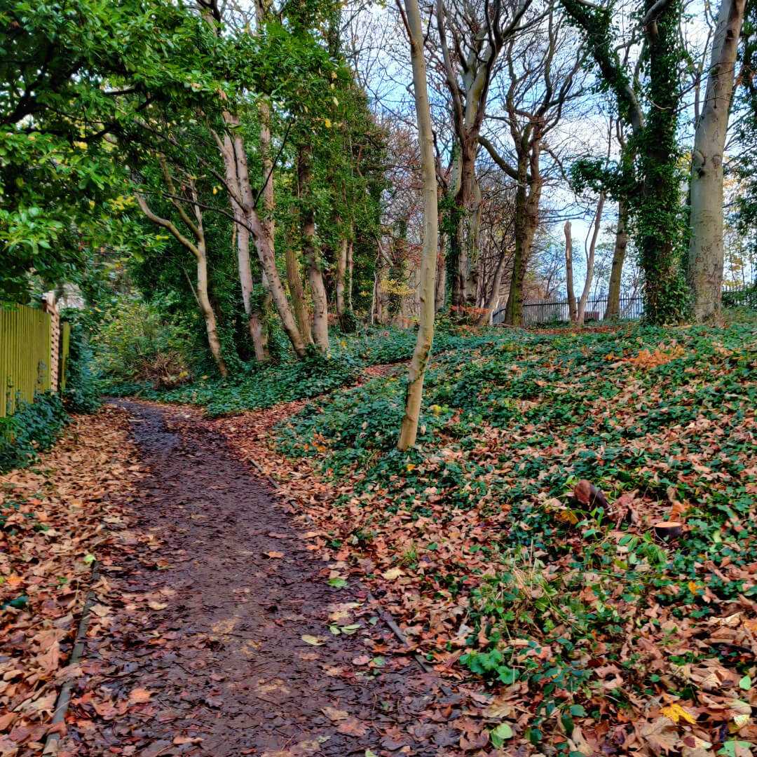Muddy path through Batcliffe Wood