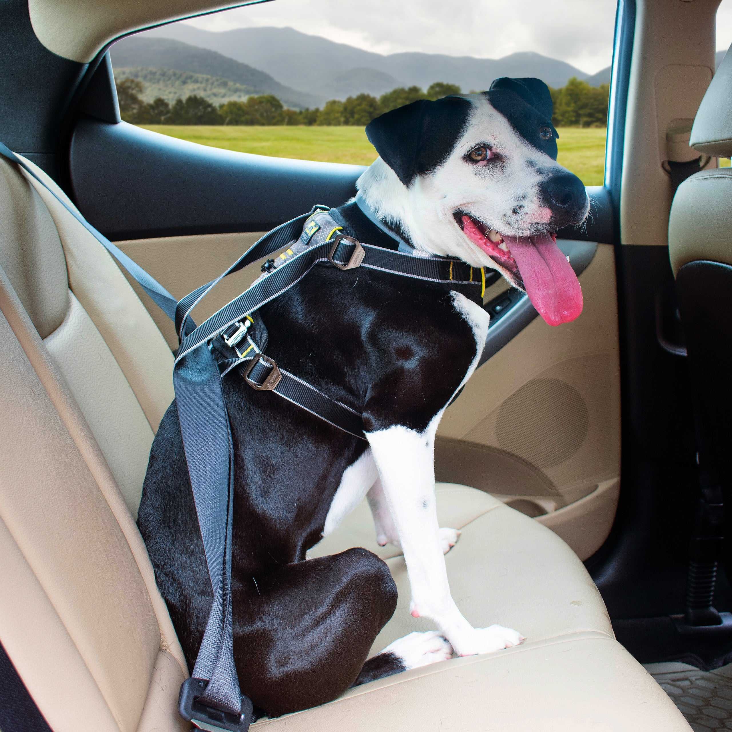 Why You Need to Restrain Your Dog in the Car