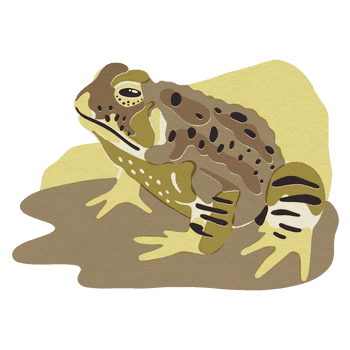BESIDE_15animals_2021toad.png