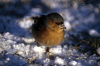 A Snowy day for a Chaffinch