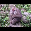 China Monkeys 17
