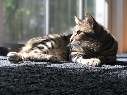 Cat sitting.