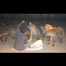 Ethiopia Hyenas 16