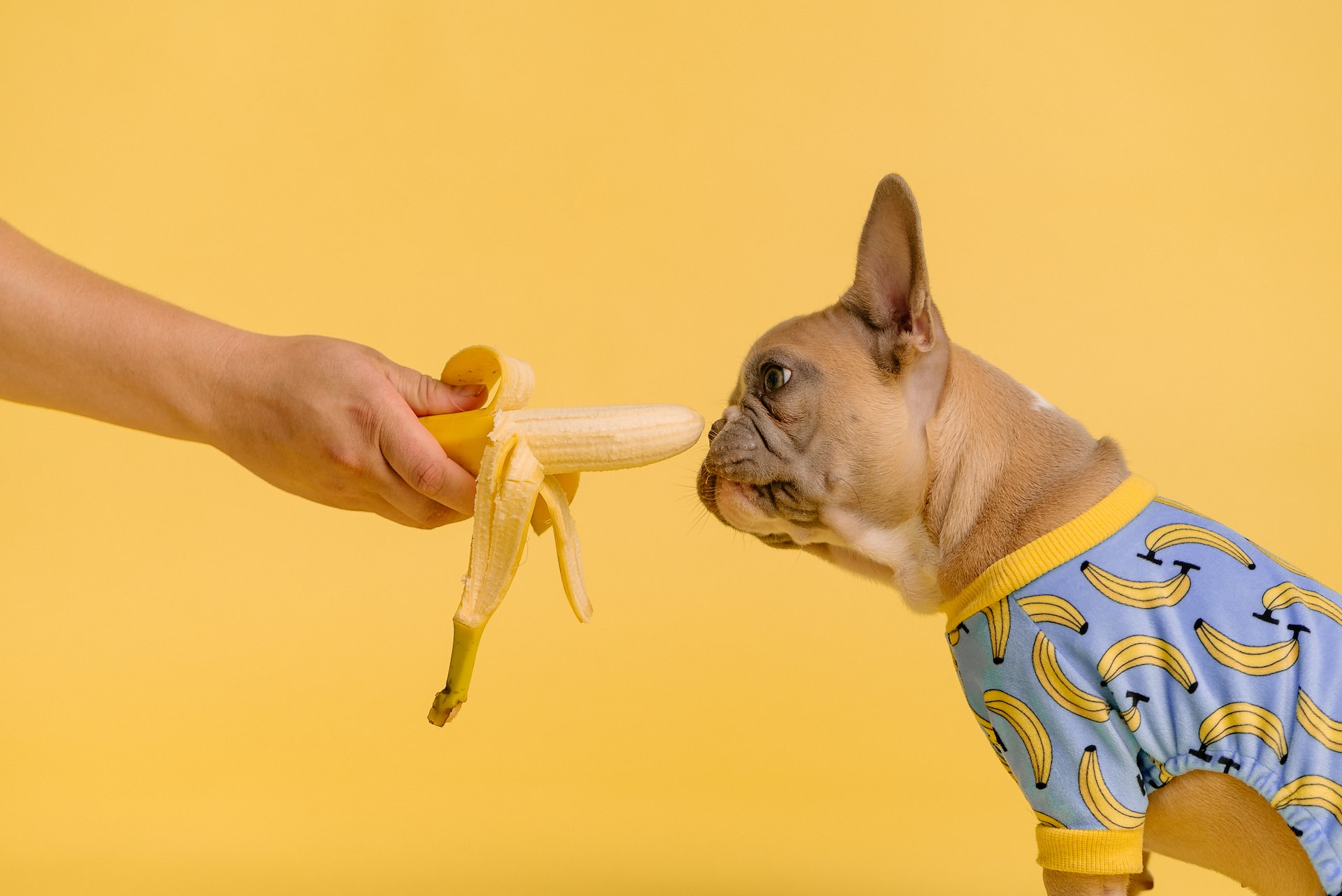 Can Dogs Eat Bananas? Read before you feed!