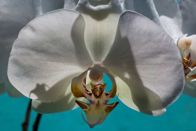 Orchid 06, 