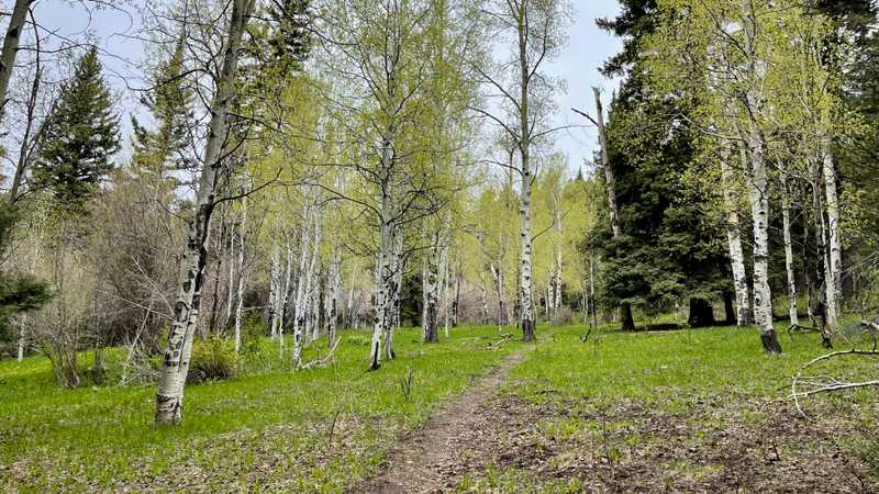 Entering a stand of aspen trees