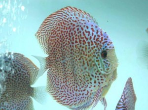 Breeding Discus at Home