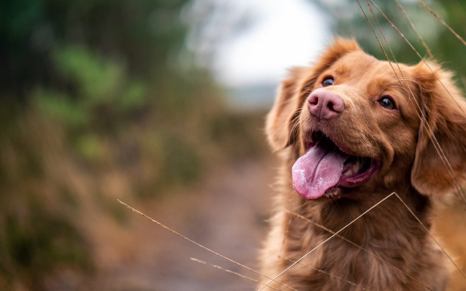 A medium-sized brown dog with its tongue out