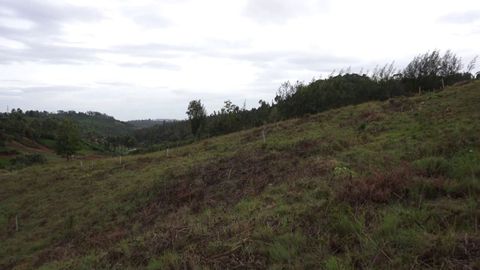 Sea of greenery that surrounds
