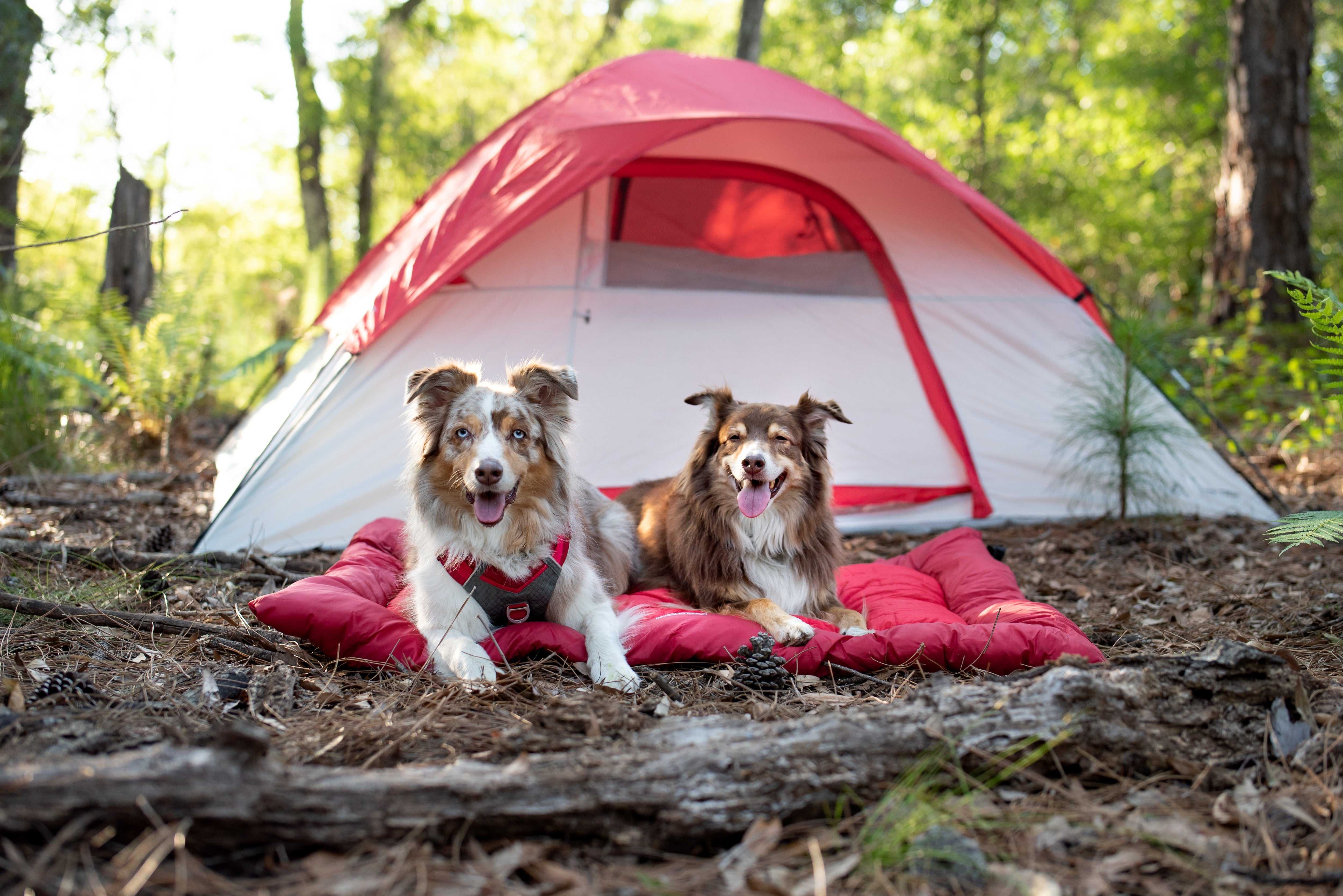 How to prep for a camping trip with your dog