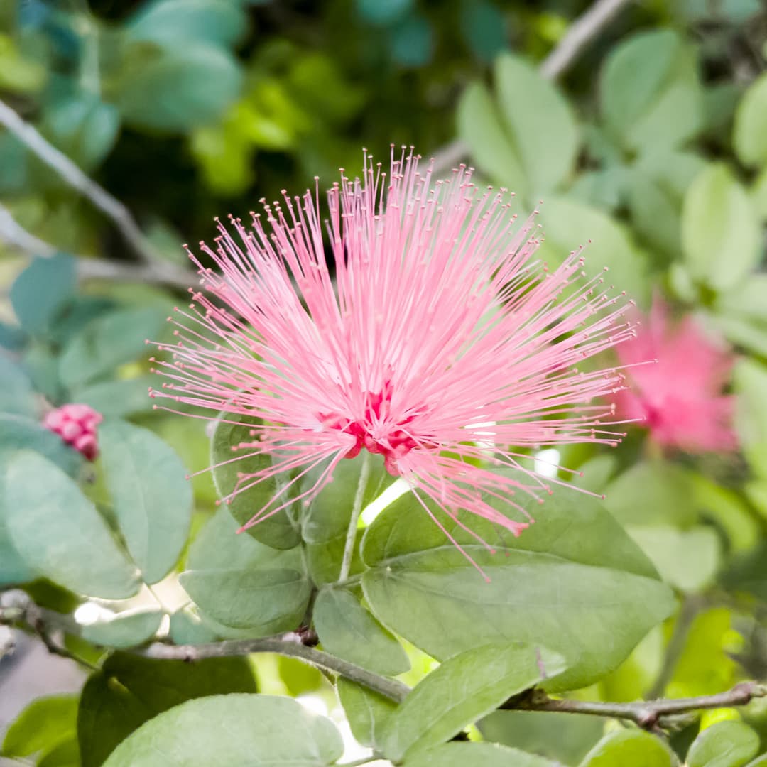 A delicate pink tropical flower with incredibly long stamen and few visible petals.
