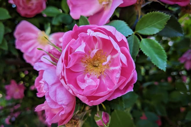 A bright pink rose, seen head-on.