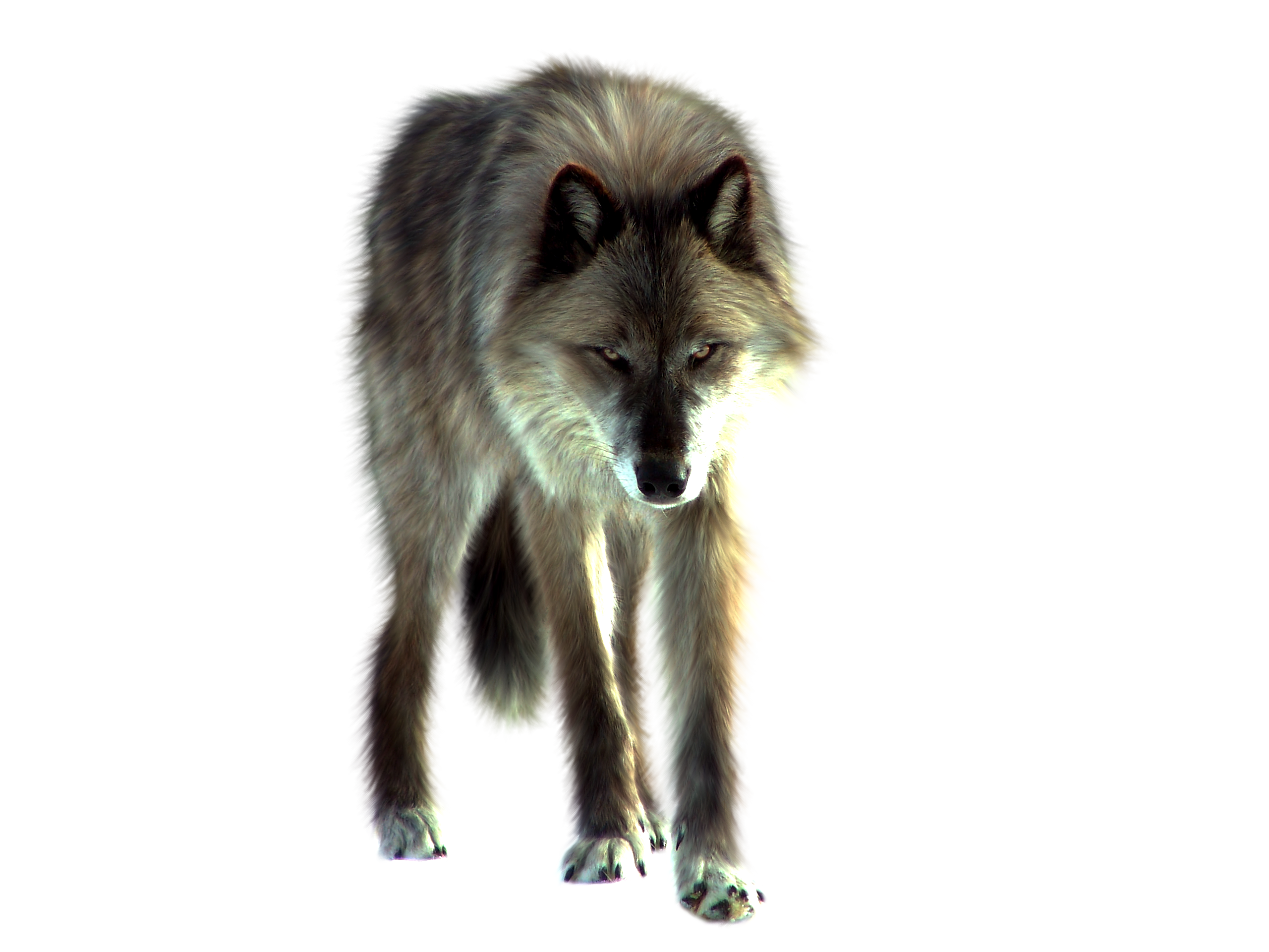 PNG Wolf
