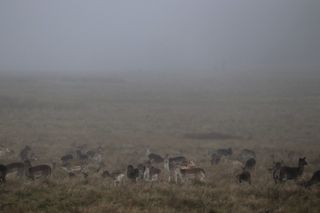 Herd of deer in front of a layer of fog.