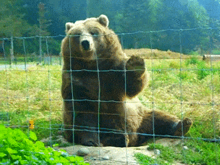 a GIF of a bear waving