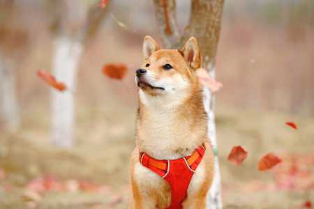 The temperament of the Shiba Inu - Featured image