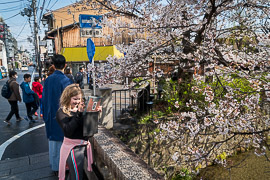 Ayla enjoyed taking photos of the cherry blossoms, too!

Yamato Bridge, Kyoto, Japan