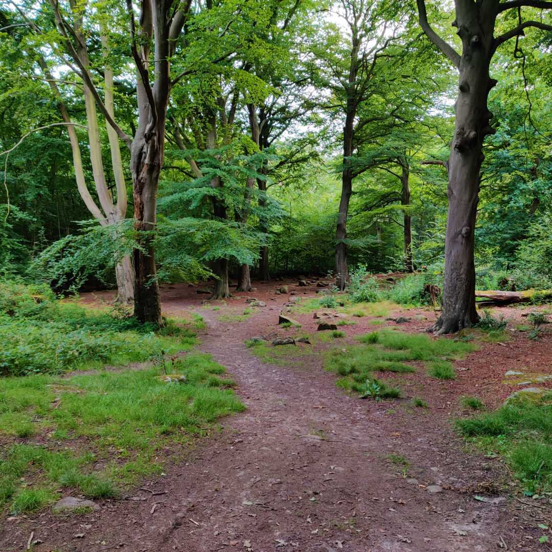 Mud path through Scotland Wood