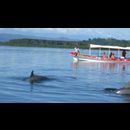 Panama Dolphins 1
