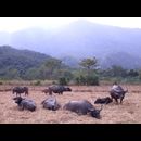Laos Animals 14