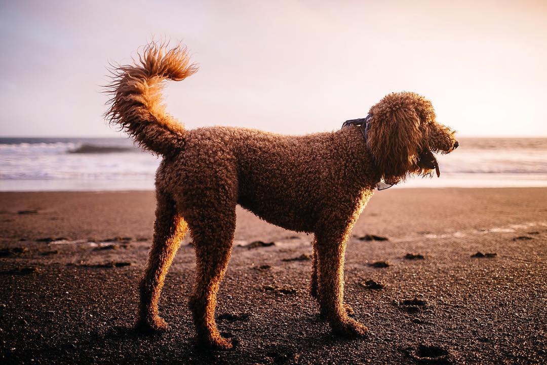 Dog standing on beach