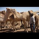 Somalia Camel Market 10