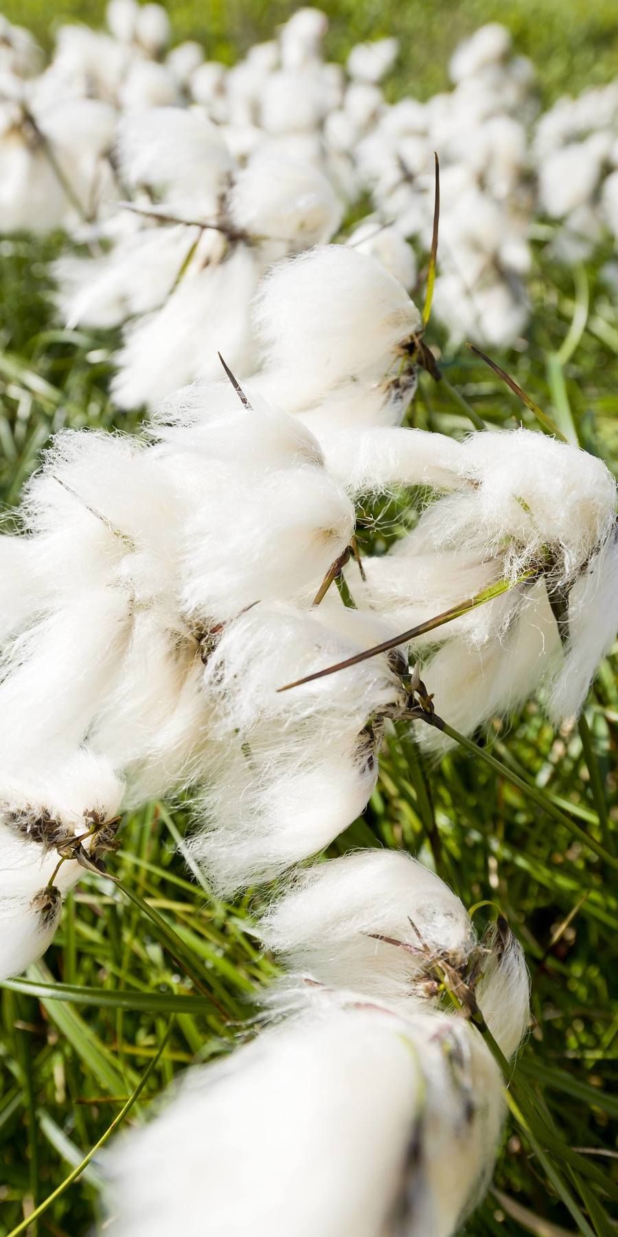The flower common cottongrass