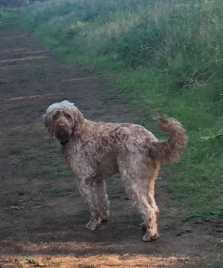 Meet Harry