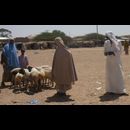 Somalia Animal Market 26