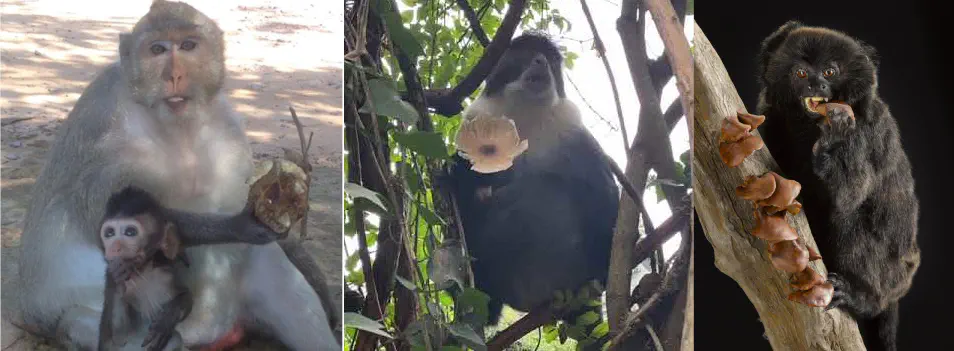 Primate eating mushrooms
