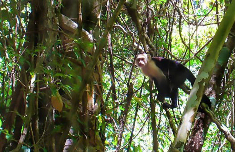 capuchin monkey in a tree