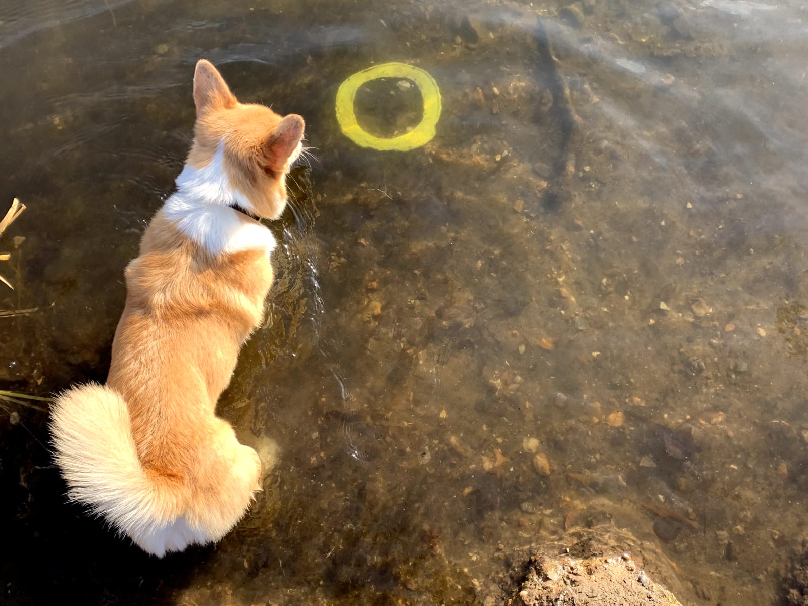 Bird’s eye view of a corgi looking at a yellow throwing disc at the bottom of a clear, shallow lake
