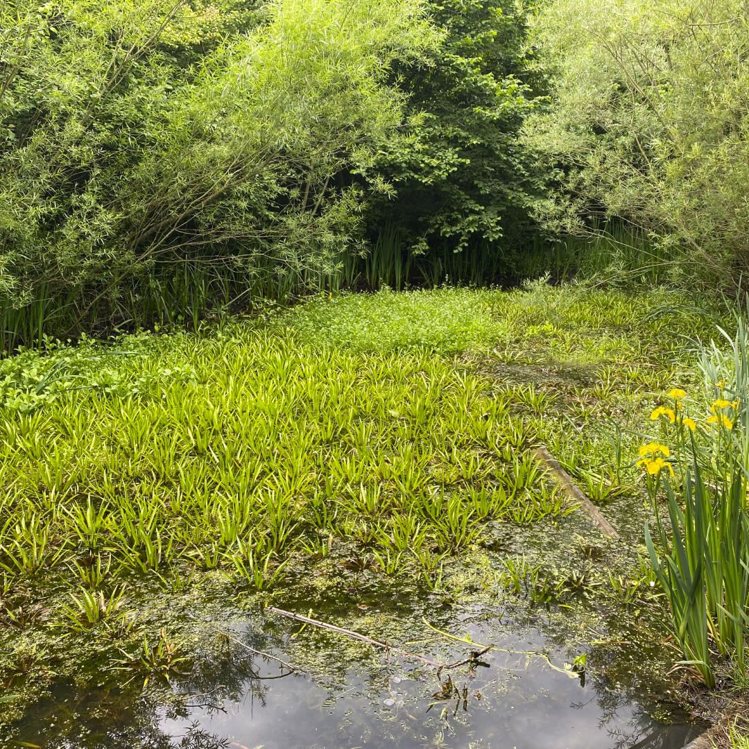 Kirkstall Valley Nature Reserve - Discover Leeds