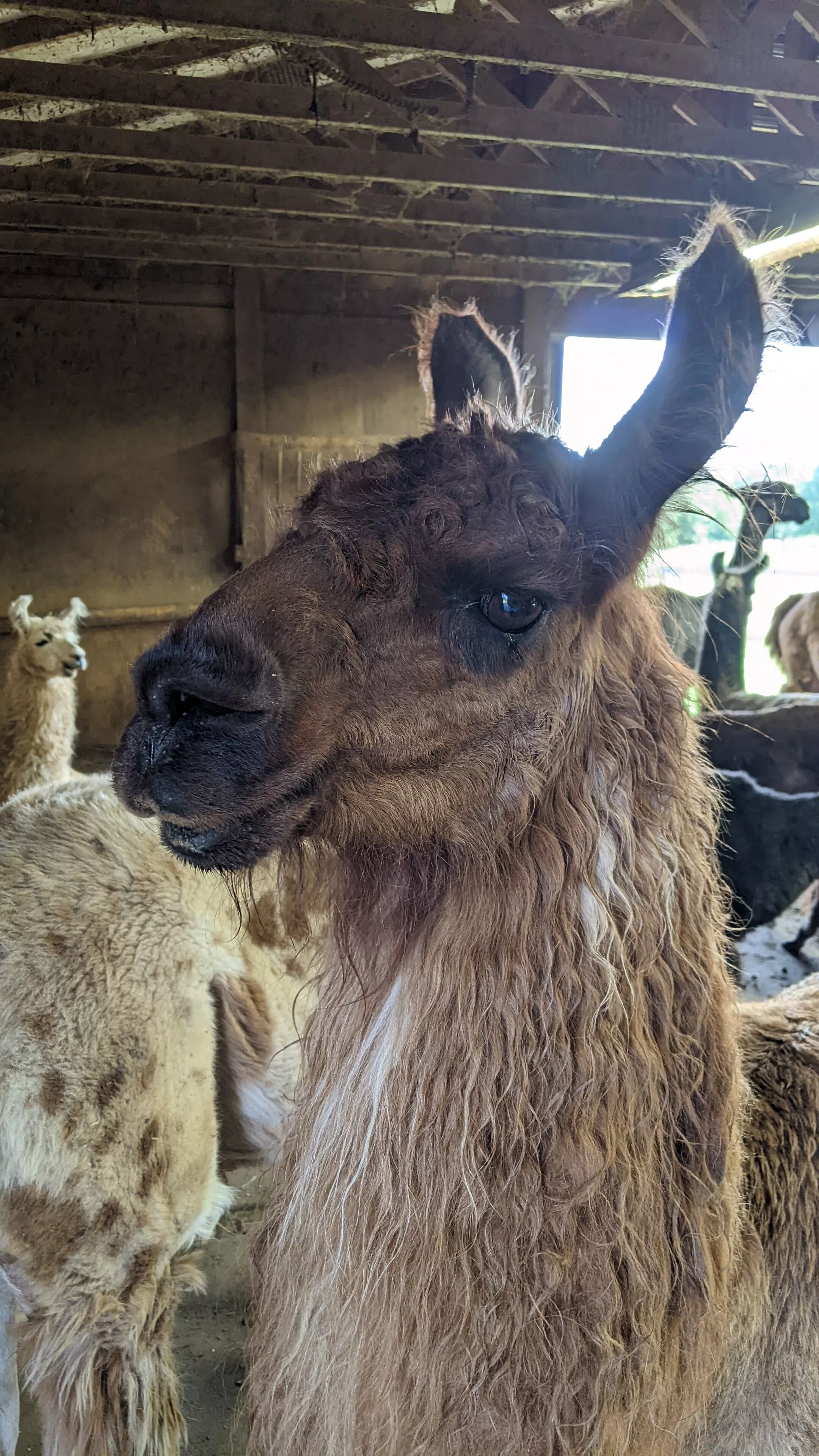An image of a llama named Chicha