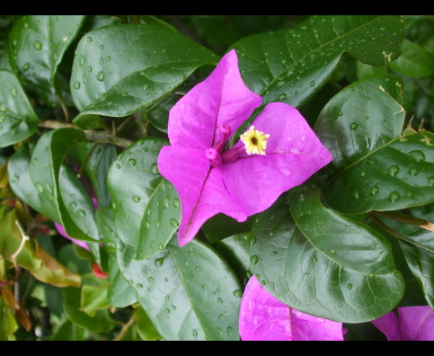 Panama Flowers 8