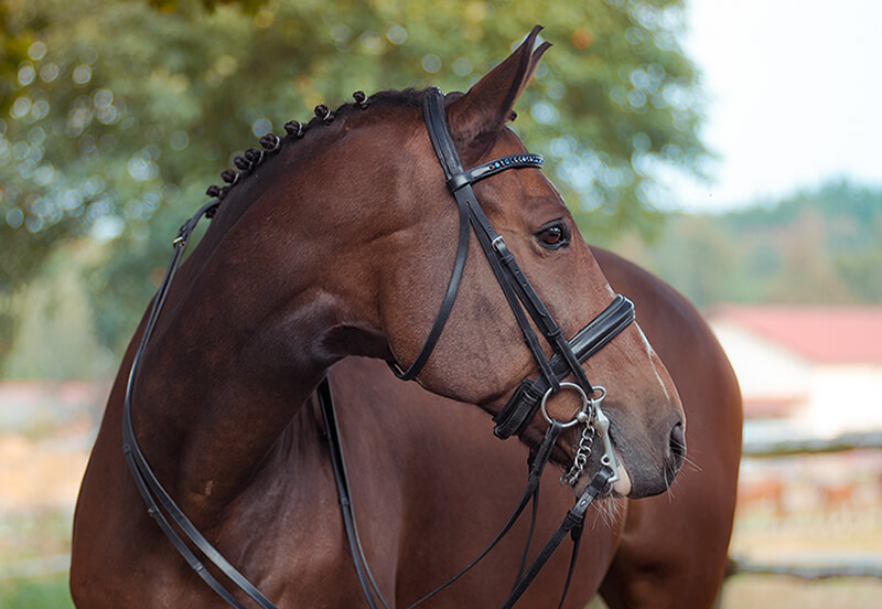 what-is-a-double-bridle