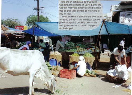 Jaipur cows