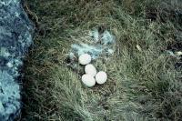 Snowy Owl nest with four eggs
