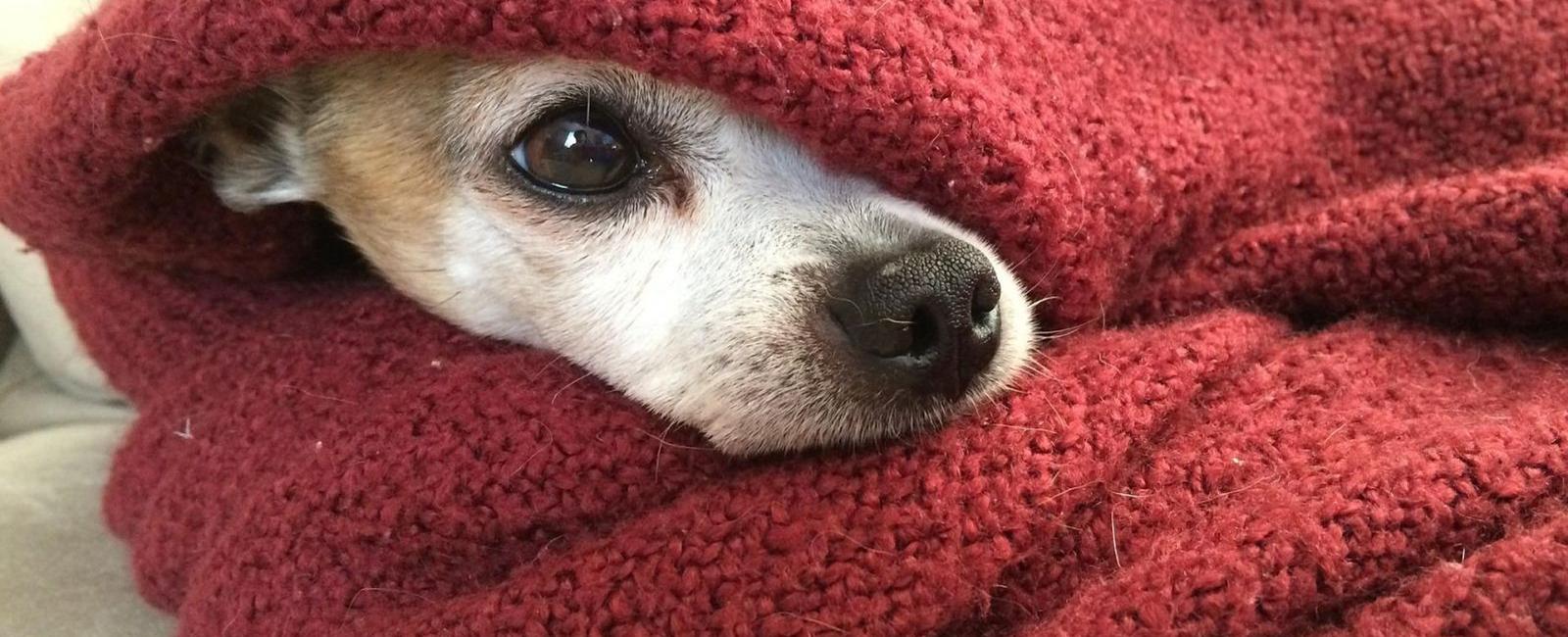 How to Tell If Your Dog Is Too Cold