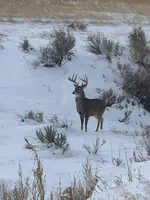 Montana Deer Hunts