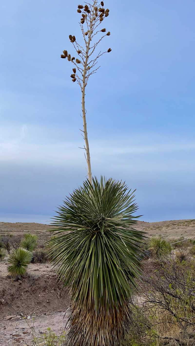 soaptree yucca plant