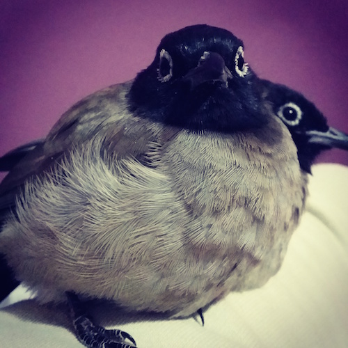 My white-spectacled bulbuls.