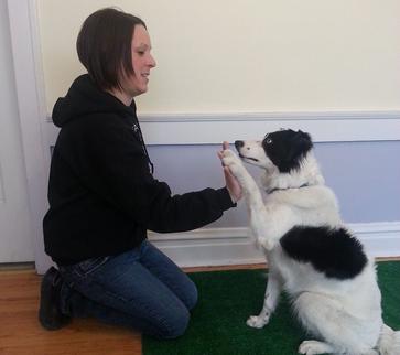 dog trainer trick