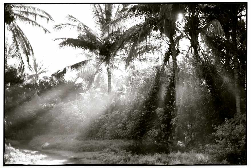 Tribute to Walter Spies, master of tropical morning light.