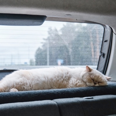 Traveling By Car With Your Pet